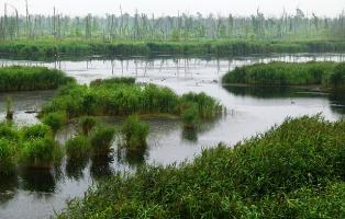 Flusslandschaft an der Peene